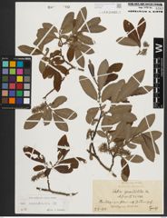 Foto von Salix appendiculata Vill.
